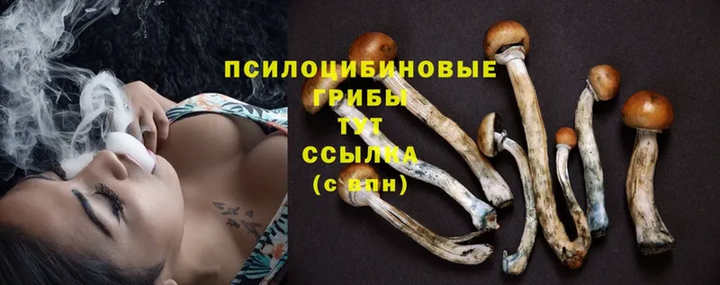 Псилоцибиновые грибы Psilocybe  Нариманов 